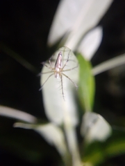Oxyopes shweta