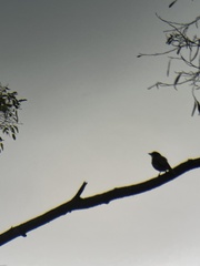 Pachycephala rufiventris