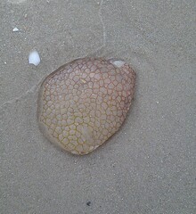 Pseudorhiza haeckeli