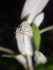 Oxyopes shweta