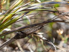 Glenoleon pulchellus