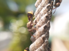 Ropalidia cyathiformis