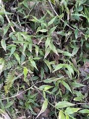 Ichnanthus pallens