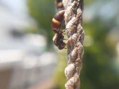 Ropalidia cyathiformis