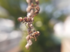 Ropalidia cyathiformis