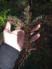 Abies procera