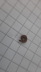 Blaniulidae