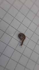Blaniulidae