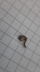Blaniulidae
