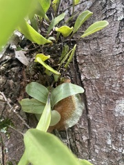 Pyrrosia