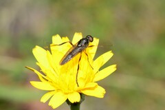 Chiromyzinae