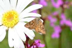 Chrysolarentia cataphaea