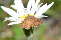 Chrysolarentia cataphaea