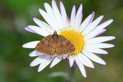 Chrysolarentia cataphaea