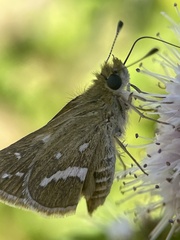 Taractrocera papyria
