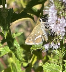 Taractrocera papyria