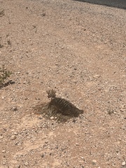 Tachyglossus aculeatus acanthion