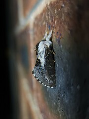 Porela vetusta