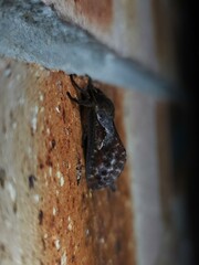 Elhamma australasiae