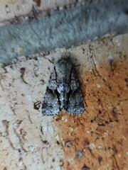 Turnerinycta phaeocosma