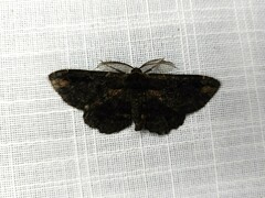 Pholodes sinistraria