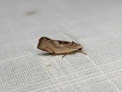 Tymbophora peltastis