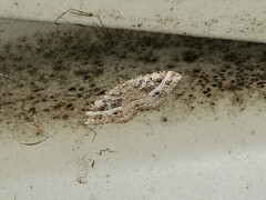 Chrysolarentia subrectaria