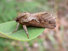 Elhamma australasiae