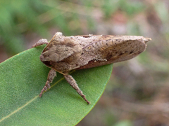 Elhamma australasiae