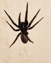 Segestria florentina