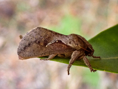 Elhamma australasiae