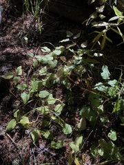 Clematis occidentalis grosseserrata