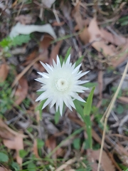 Helichrysum leucopsideum