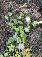 Clematis occidentalis grosseserrata