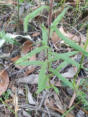 Helichrysum leucopsideum