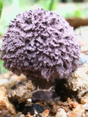 Coniolepiota spongodes