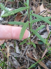 Helichrysum leucopsideum