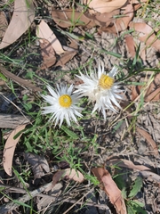 Helichrysum leucopsideum