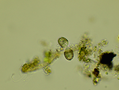 Colepidae