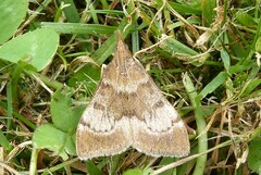 Uresiphita maorialis