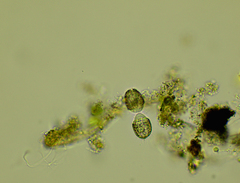 Colepidae