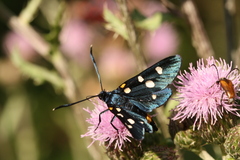 Zygaena ephialtes