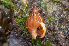 Tritia incrassata