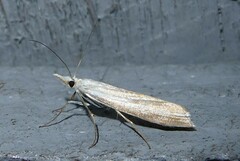 Orocrambus