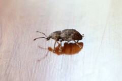 Chalepistes aequalis