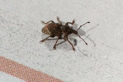 Chalepistes aequalis