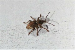 Chalepistes aequalis