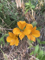 Alstroemeria aurea