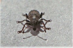 Chalepistes aequalis