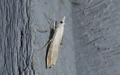 Orocrambus